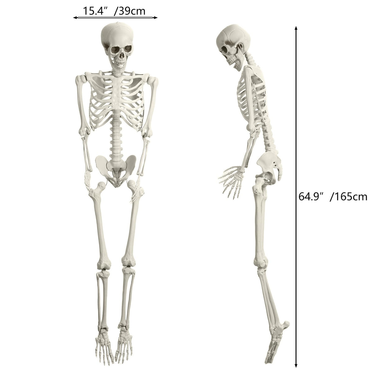 5.4ft White Posable Skeleton I229206