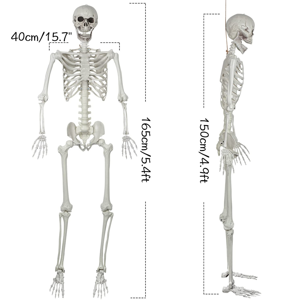 5.4ft Posable Life Size Skeleton Bones with Movable Joints M869700