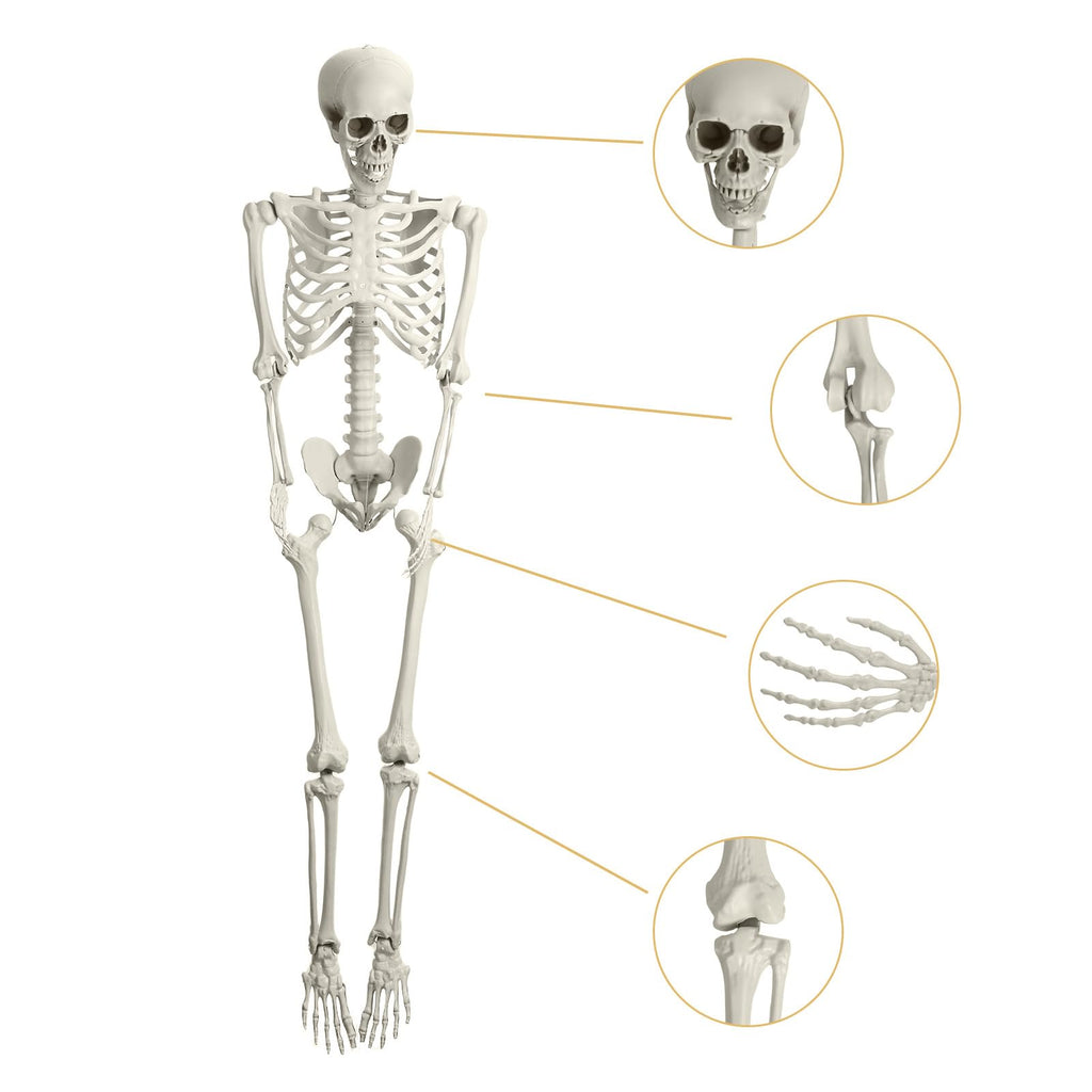 5.4ft White Posable Skeleton I229206
