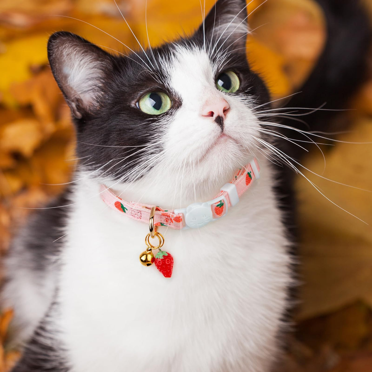 2 Pack Cotton Cat Collar X95313