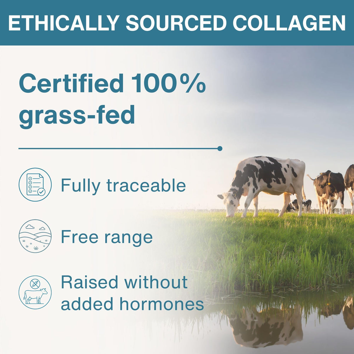Hydrolyzed Bovine Collagen Peptides H423133