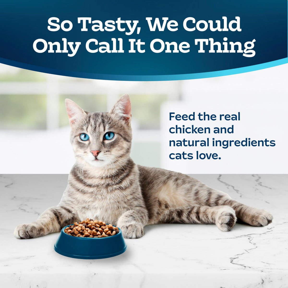 Chicken & Brown Rice Senior Dry Cat Food, 3 lb G9507
