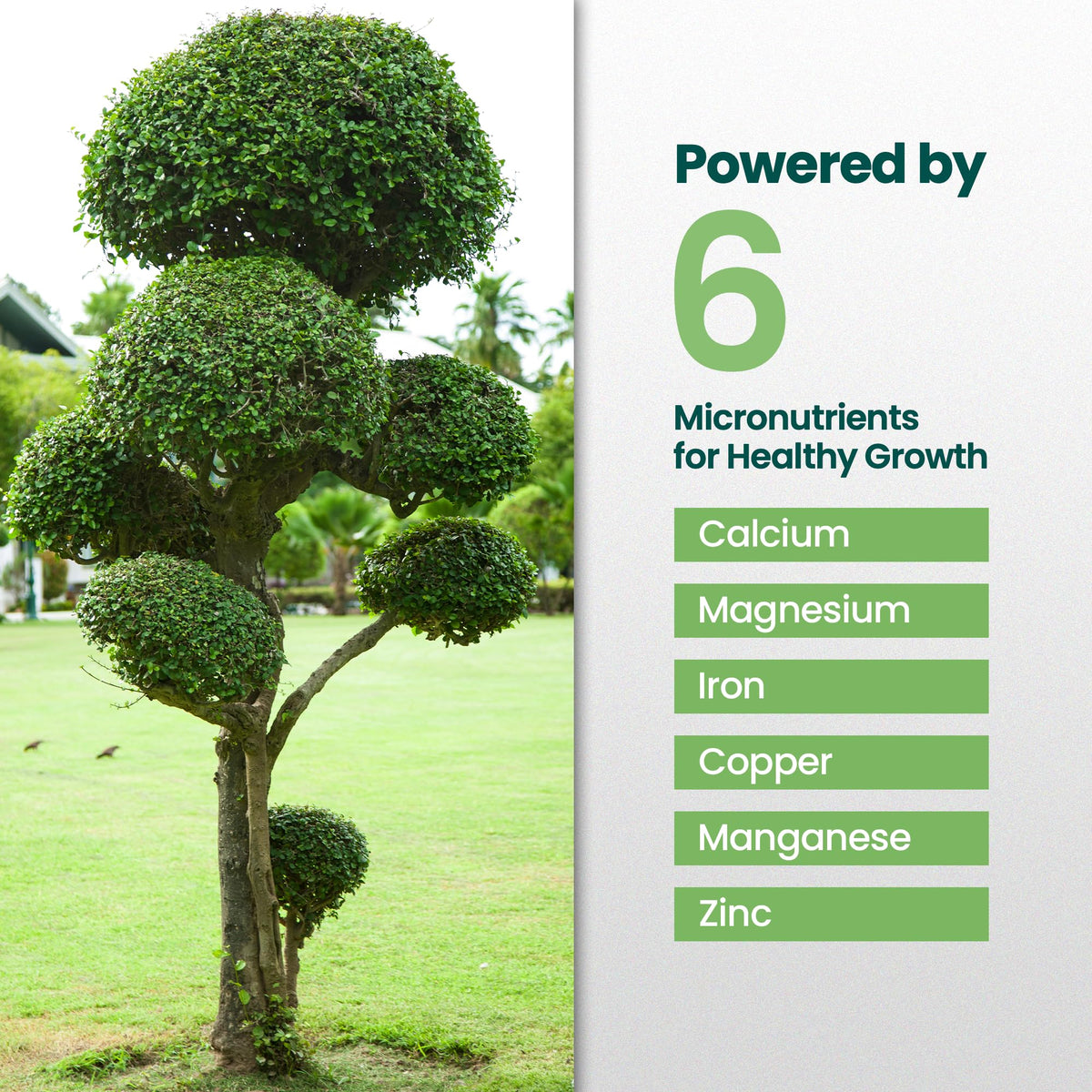 16oz Tree and Shrub Fertilizer O223